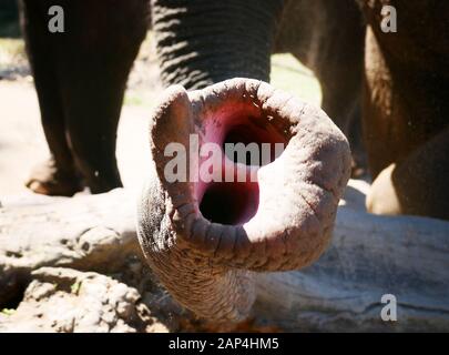 Close up shot of an elephant trunk Stock Photo