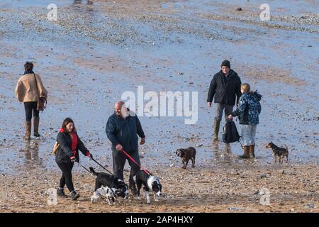 Dog walkers and their pet dogs walking on Fistral beach in Newquay in Cornwall. Stock Photo