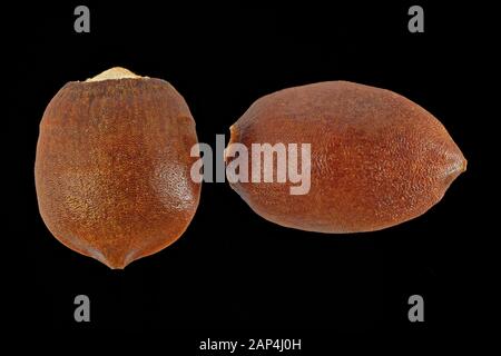 Taxus baccata, Yew, Eibe, close up, seeds without aril, 6-8 mm long Stock Photo