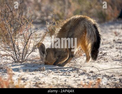 A Bat-eared Fox foraging in Southern African savanna Stock Photo