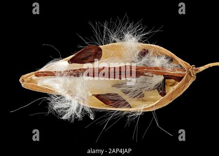 Vincetoxicum hirundinaria, White swallow-wort, Schwalbenwurz, close up, fruit with seeds Stock Photo