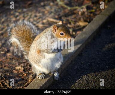 Grey squirrel in Kelsey Park, Beckenham, Greater London. A squirrel sitting on the ground in sunshine. Grey squirrel (Sciurus carolinensis), UK Stock Photo