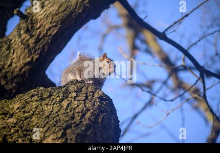 Grey squirrel in Kelsey Park, Beckenham, Greater London, UK. A squirrel sitting high in a tree. Grey squirrel (Sciurus carolinensis), UK. Stock Photo