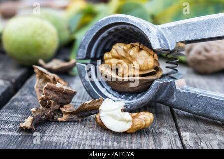 Walnuts and walnut kernels lie on a rustic old wooden table near the nutcracker. Kernels of walnuts. Harvest walnuts. Stock Photo