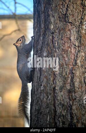 Grey squirrel in Kelsey Park, Beckenham, Greater London. A squirrel climbing on a tree trunk. Grey squirrel (Sciurus carolinensis), UK. Stock Photo
