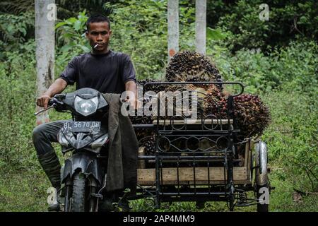 North Aceh, Indonesia. 21st Jan, 2020. An Acehnese worker transports palm oil fruits on motorised tricycle after harvesting at a palm oil plantation area in Kuta Makmur, North Aceh Regency.After two consecutive years of distress, in early 2020 the price of Crude Palm Oil or CPO has increased. The price of CPO contracts on the Malaysian exchange is at the level of RM2,943 or 723USD per ton. The price increase was due to political problems between Malaysia and India related to the issue of Kashmir. Although the price of palm oil has increased, yields from some farmers in Aceh province have de Stock Photo