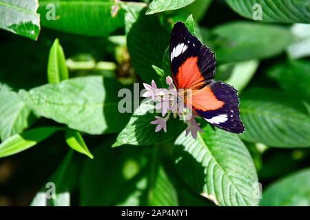 A Red Lacewing Orange Black White Butterfly - Cethosia Biblis resting on top of Pink Flowers and Green Leaves in Garden Sun closeup