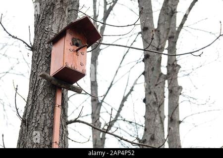 a birdhouse on a tree in a forest in early of spring Stock Photo