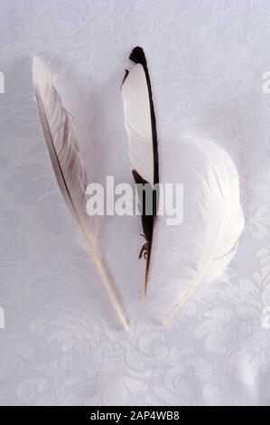 Vertical photo of three different feathers on white patterned silky cloth. Stock Photo