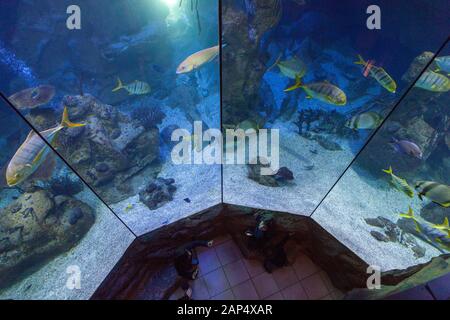 Haus Des Meeres Aquarium, a former German World War Two anti-aircraft flak tower in Esterhazypark, Vienna, Austria Stock Photo