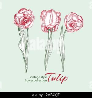 Spring flower tulips in red and green color on white background. Line engraving drawing illustration. Vintage style Stock Vector