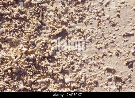 Maldives sand background with shells and remains of corals dragged by the high tide. Pattern with copy space and sand texture. Stock Photo