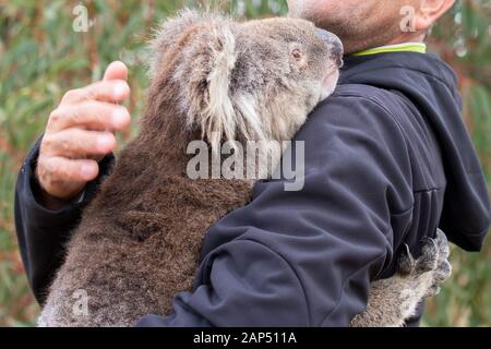 rescued koala in australia after bush fire devastation Stock Photo