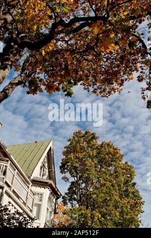 Autumn in park. Maple trees are dropping their leaves. Some of them flying in the air Stock Photo