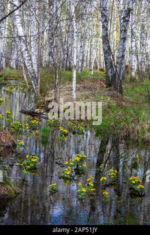 Bushes of Kaluzhnitsa Bolotnaya in a birch grove in early spring during high water Stock Photo
