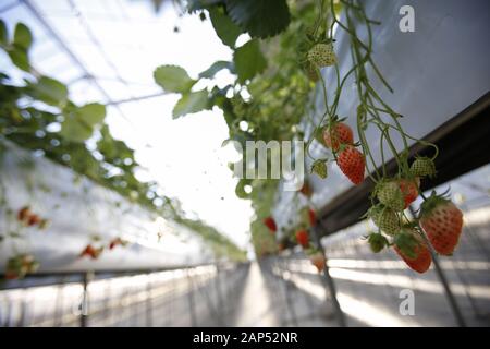 Iwaki, Japan. 21st Jan, 2020. Strawberries grow at a Strawberry Farm in Fukushima prefecture. The press tour is organized by the Foreign Press Center Japan in collaboration with Fukushima prefectural authorities to showcase the recovery efforts from the nuclear accident occasioned by the 2011 Great East Japan Earthquake and Tsunami, ahead of Tokyo 2020 Olympic and Paralympic Games. Credit: Rodrigo Reyes Marin/ZUMA Wire/Alamy Live News Stock Photo