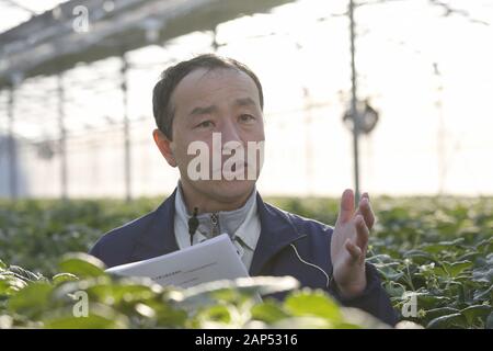 Iwaki, Japan. 21st Jan, 2020. Koichi Aoki Managing Director of the Ono Hydroponic Producers Association answers questions from journalists during a press tour at a Strawberry Farm in Fukushima prefecture. The press tour is organized by the Foreign Press Center Japan in collaboration with Fukushima prefectural authorities to showcase the recovery efforts from the nuclear accident occasioned by the 2011 Great East Japan Earthquake and Tsunami, ahead of Tokyo 2020 Olympic and Paralympic Games. Credit: Rodrigo Reyes Marin/ZUMA Wire/Alamy Live News Stock Photo