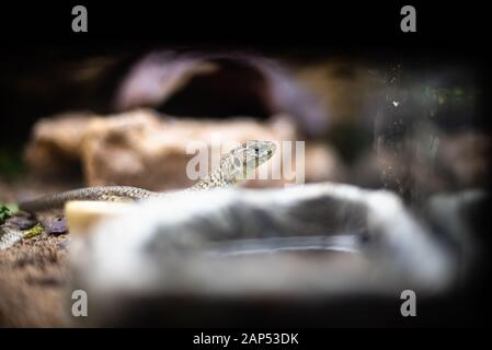 Leopard gecko lizard close up macro. Cute gecko portrait Leopard gecko on the rock on glass dof sharp focus space for text macro reptile jungle Stock Photo