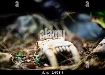 Leopard gecko lizard close up macro. Cute gecko portrait Leopard gecko on the rock on glass dof sharp focus space for text macro reptile jungle Stock Photo