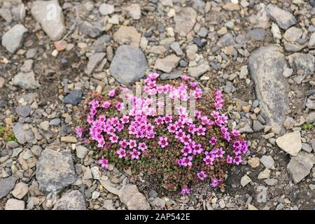 A clump of Purple Saxifrage (Saxifraga oppositifolia) wild flowers flowering on stony ground in arctic tundra on Spitsbergen island Svalbard Norway Stock Photo