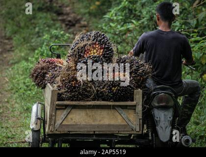 An Acehnese worker transports palm oil fruits on motorised tricycle after harvesting at a palm oil plantation area in Kuta Makmur, North Aceh Regency.After two consecutive years of distress, in early 2020 the price of Crude Palm Oil or CPO has increased. The price of CPO contracts on the Malaysian exchange is at the level of RM2,943 or 723USD per ton. The price increase was due to political problems between Malaysia and India related to the issue of Kashmir. Although the price of palm oil has increased, yields from some farmers in Aceh province have declined due to the condition of palm oil fr Stock Photo