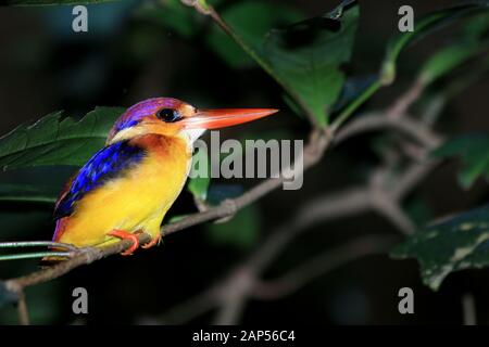 Oriental Dwarf Kingfisher (Ceyx erithaca) Stock Photo