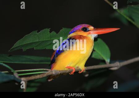 Oriental Dwarf Kingfisher (Ceyx erithaca) Stock Photo