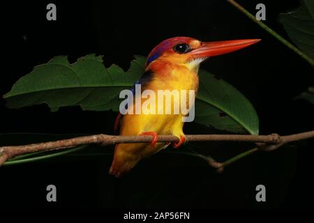 Oriental Dwarf Kingfisher (Ceyx erithaca) Stock Photo
