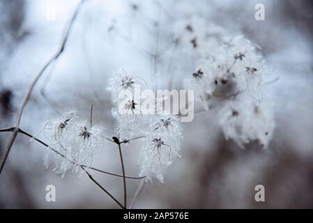 Beautiful seed heads with silky appendages of Wild Clematis or Clematis vitalba. Stock Photo