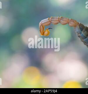 COMMON YELLOW SCORPION - Escorpión común, amarillo o alacrán (Buthus occitanus) Stock Photo