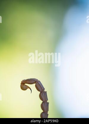 COMMON YELLOW SCORPION - Escorpión común, amarillo o alacrán (Buthus occitanus) Stock Photo