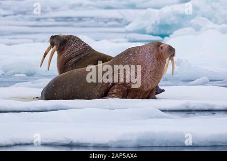 Two male walruses (Odobenus rosmarus) resting on ice floe in the Arctic Sea, Svalbard / Spitsbergen, Norway