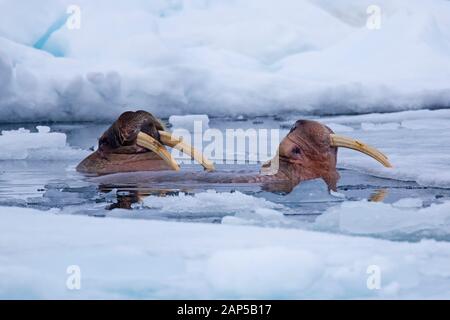 Two male walruses (Odobenus rosmarus) surfacing in breathing hole in drift ice in the Arctic Sea, Svalbard / Spitsbergen, Norway Stock Photo