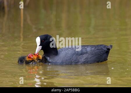 Eurasian coot / common coot (Fulica atra) feeding two chicks while swimming in pond in spring Stock Photo