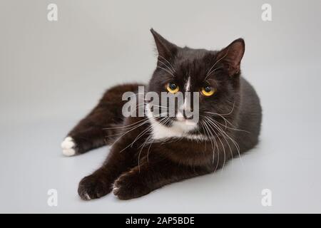 Black and white cat lying on a gray background Stock Photo