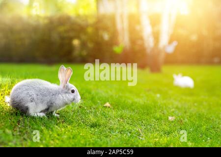 Pair of cute adorable fluffy rabbits grazing on green grass lawn at backyard. Small sweet bunny walking by meadow in green garden on bright sunny day Stock Photo