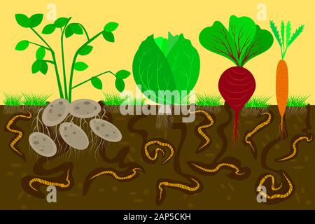 Ground cross section with earthworms and vegetables. Air and water passage in the soil. Potato, cabbage, beetroot and carrot roots in soil. Vector Stock Vector