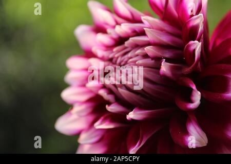 Beautiful pink blooming dahlia with green background. Pink dahlia is genus of flowering pink dahlia plants in sunflower family. Stock Photo