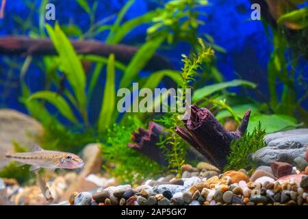 Green plants, snags and minnows in a home decorative aquarium. Soft focus Stock Photo