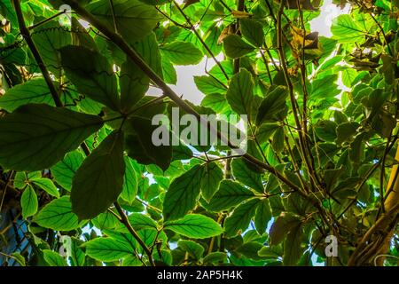 leaves of a giant grape vine plant, tropical cultivated plant specie, Horticulture and nature background Stock Photo