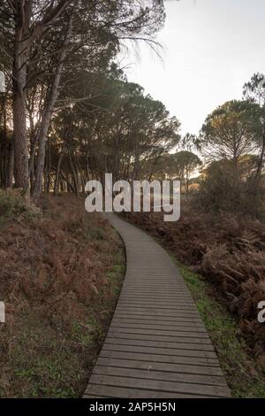 Wooden walkways in Doñana National Park, La Rocina Visitor Centre, Huelva, Andalucia, Spain. Stock Photo