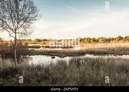 Lagoons at  La Rocina Visitor Centre in Doñana National Park,, Huelva, Andalucia, Spain. Stock Photo