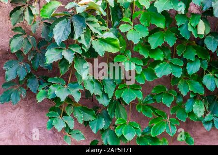 the foliage of a giant grape vine plant, tropical and popular cultivated plant specie in horticulture Stock Photo