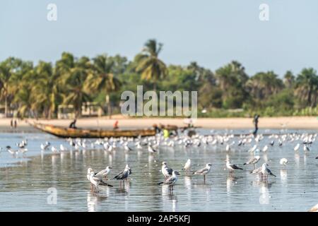 Ein Schwarm Möwen am Strand von Sanyang, Gambia, Westafrika  | flocks of seagulls at the beach in  Sanyang, Gambia, West Africa, Stock Photo