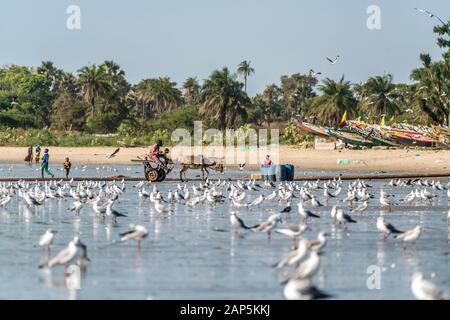 Ein Schwarm Möwen am Strand von Sanyang, Gambia, Westafrika  | flocks of seagulls at the beach in  Sanyang, Gambia, West Africa, Stock Photo