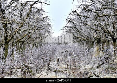 frost on a pruned fresh pruned apple tree in january image Stock Photo