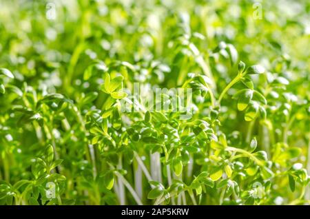 Garden cress sprouts growing in sunlight. Front view of cress, also pepperwort or peppergrass. Lepidium sativum, a fast-growing edible herb. Green see Stock Photo