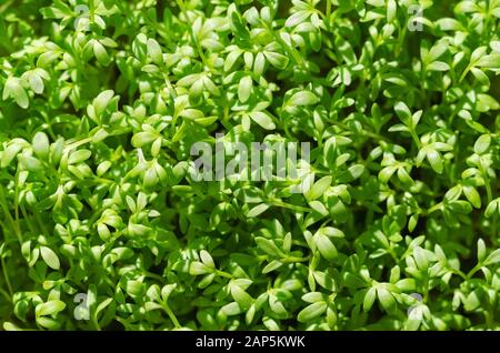 Garden cress sprouts from above, growing in sunlight. Cress, also pepperwort or peppergrass. Lepidium sativum, a fast-growing edible herb. Stock Photo