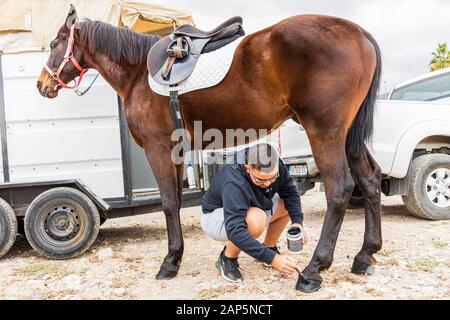 Riders preparing their mounts, painting the horses hooves black, for the San Sebastian fiesta.  Every year the animals are taken here on the saints da Stock Photo