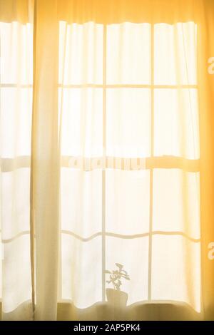 Flower silhouette on yellow curtain in a sunny morning. Stock Photo
